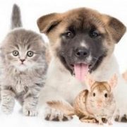 Beneficios de las mascotas en los niños - Los animales mas adecuados para tus hijos